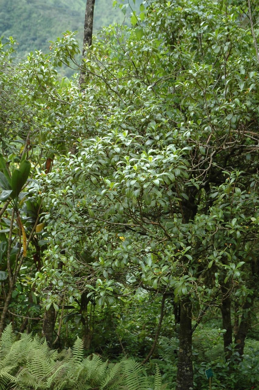 Psychotria