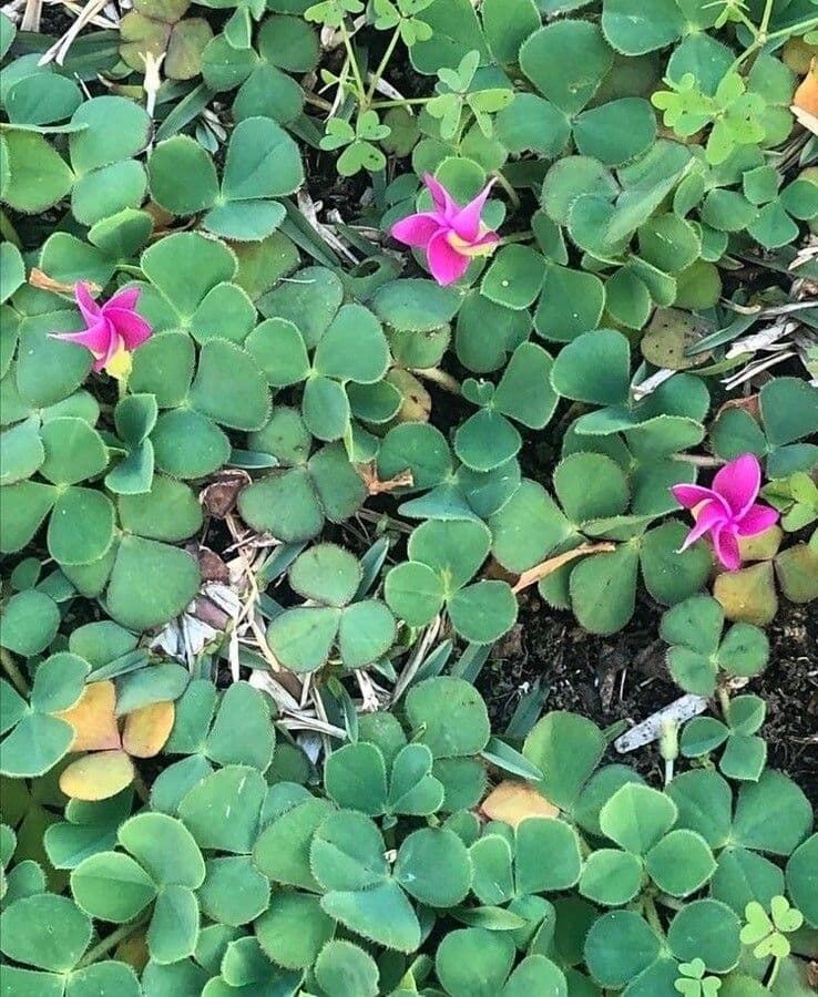 Oxalis pourpre 4