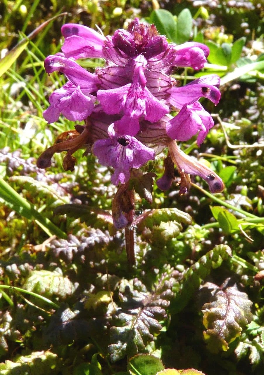 Pedicolare verticillata 12