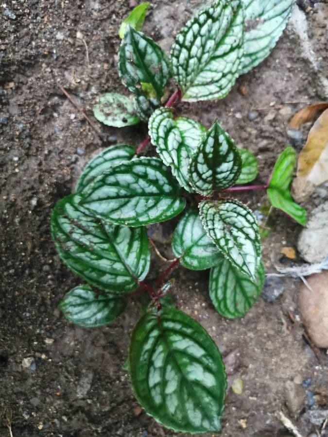 Drymonia 11
