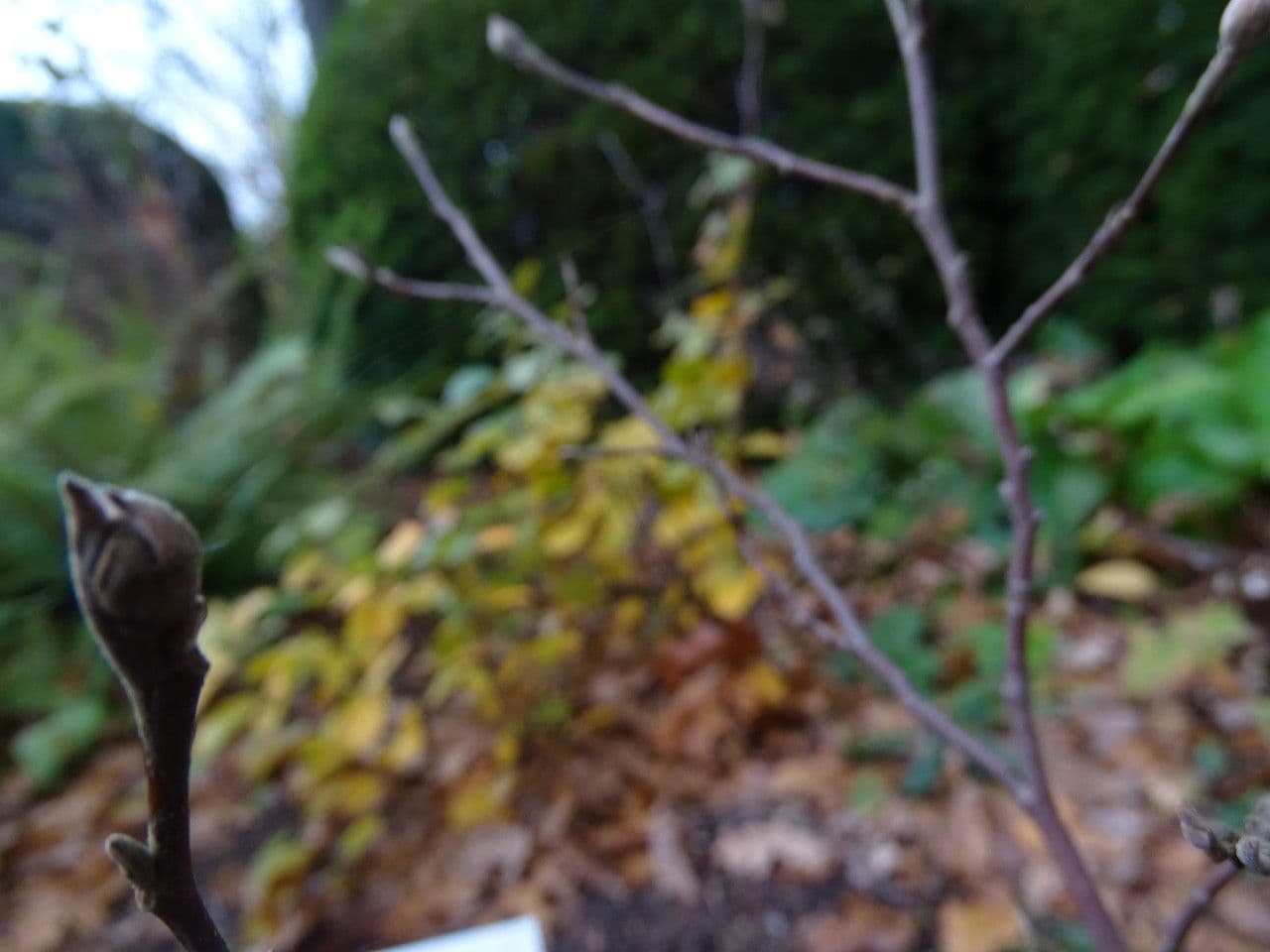 Fothergilla di Garden 22