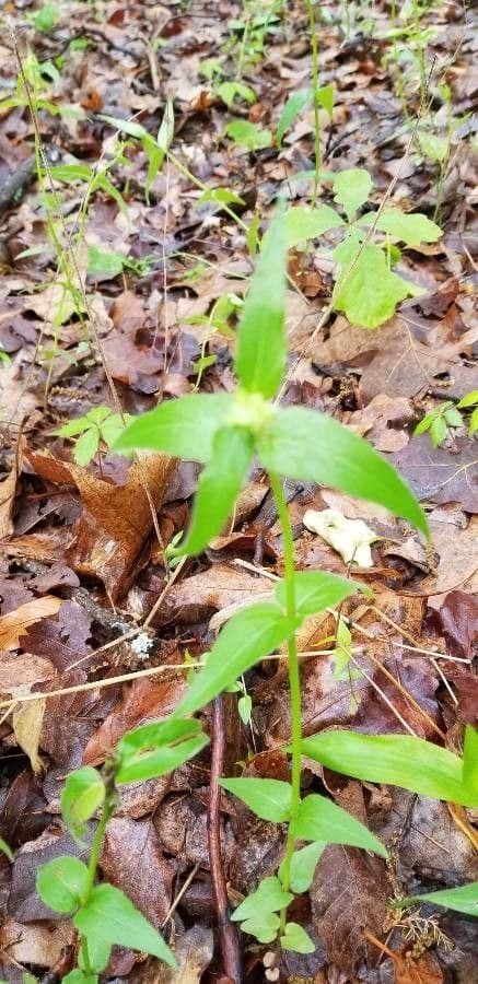 Monarda basilico 13