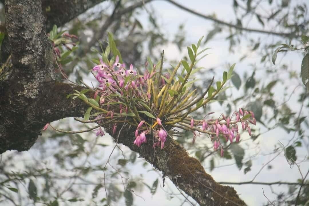 Dendrobium