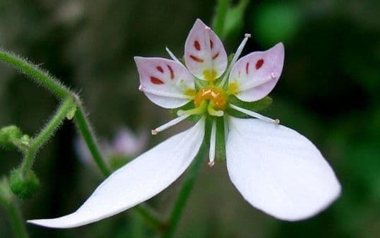 Sassifraga stolonifera 6