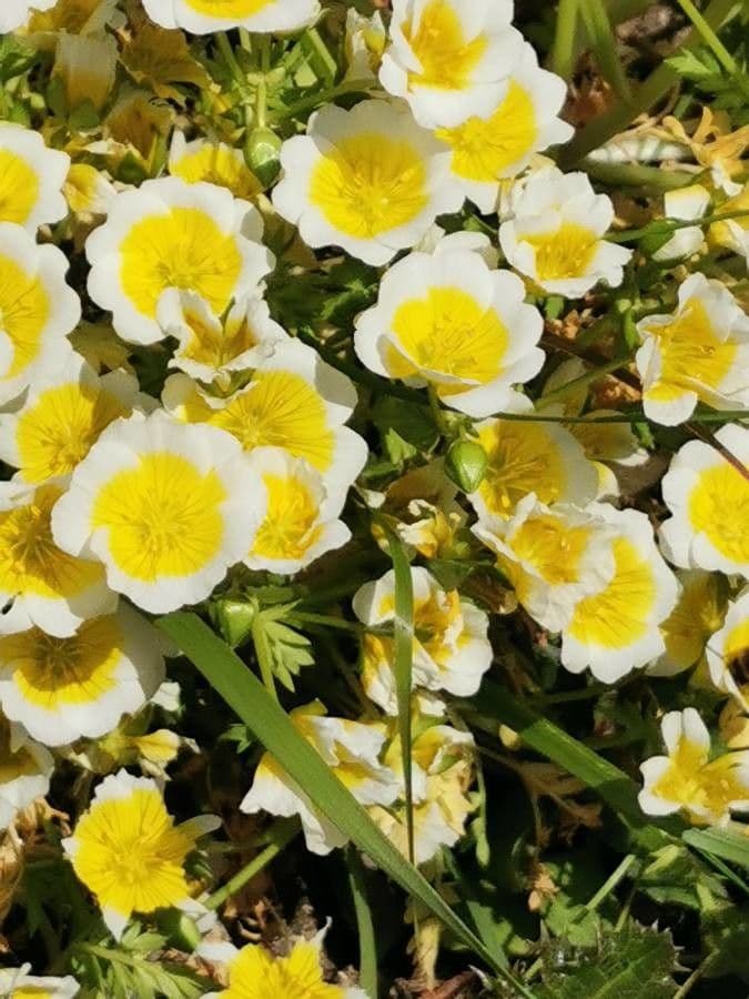 Limnanthes 5