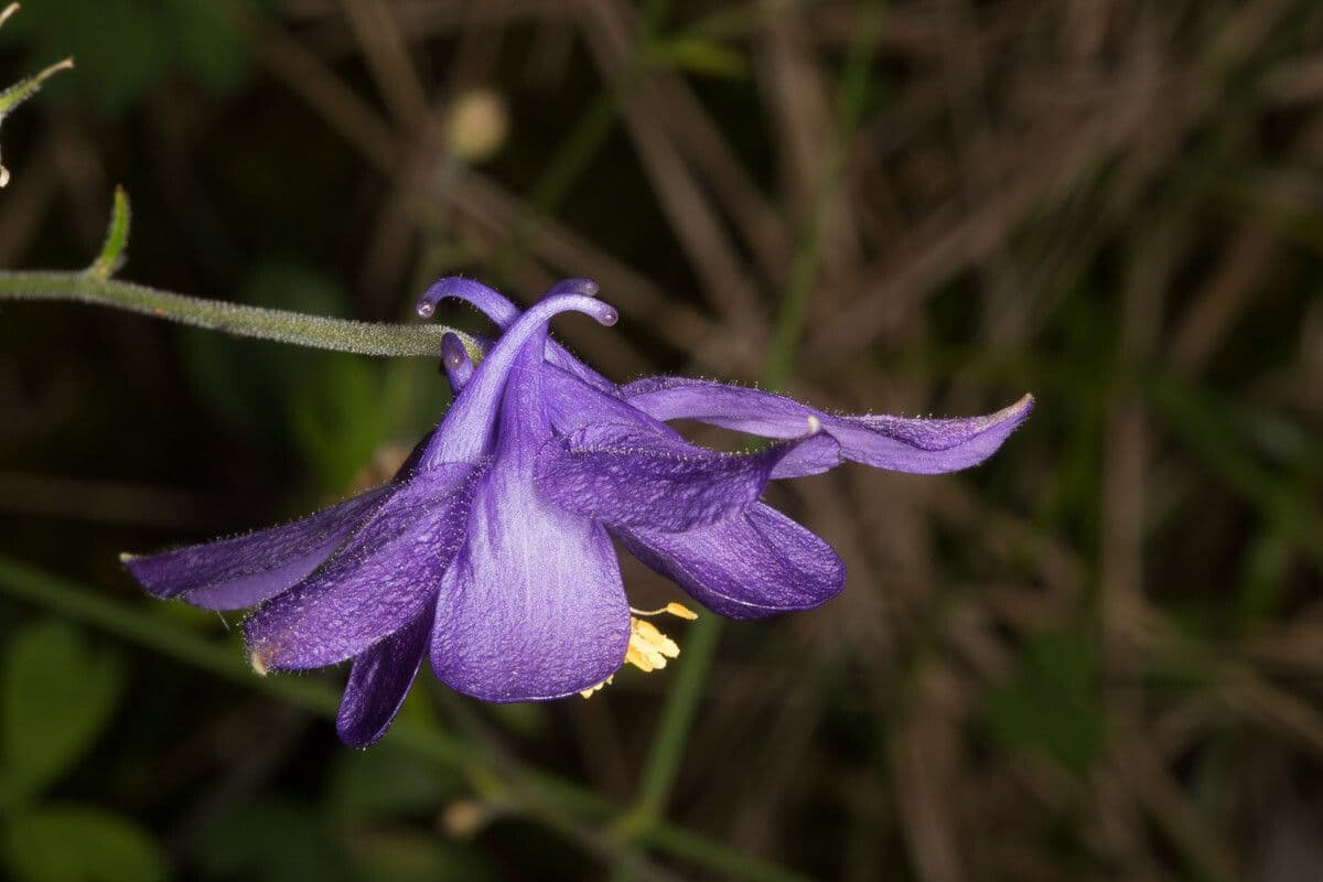 Aquilegia 13