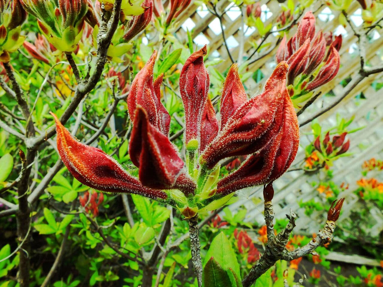 Azalea occidentale 5