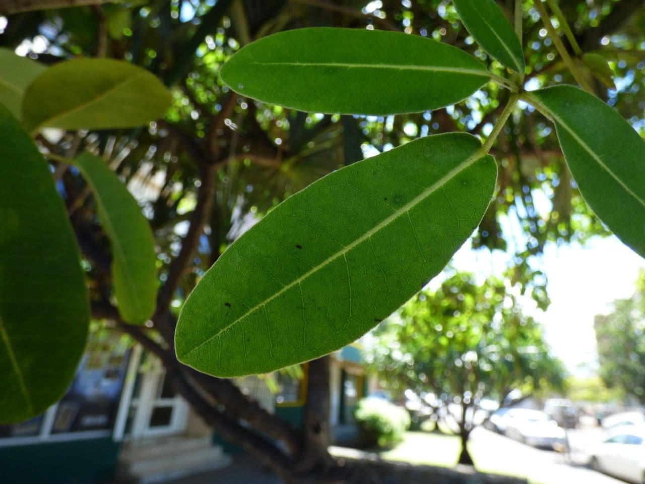 Tabebuia bledá 16