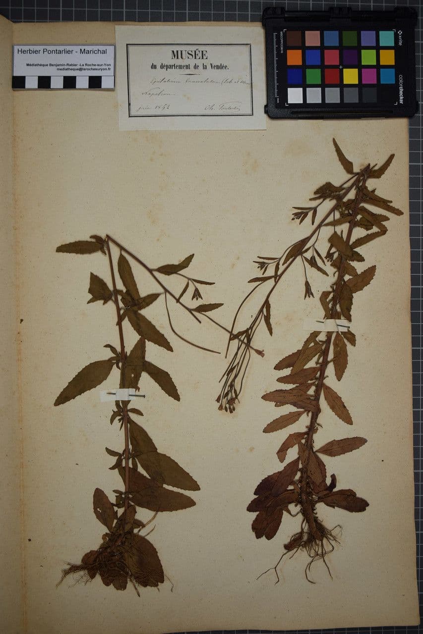 Epilobium lanceolatum 22