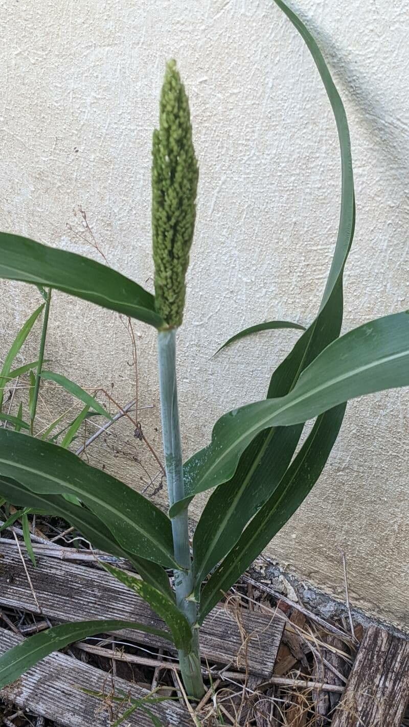 Sorgo 12