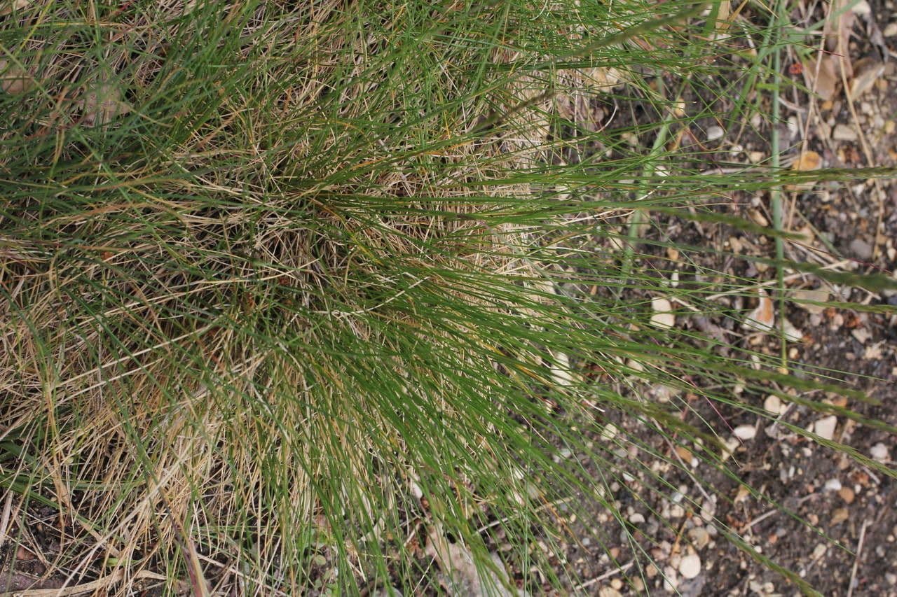 Lemans Schwingel 6