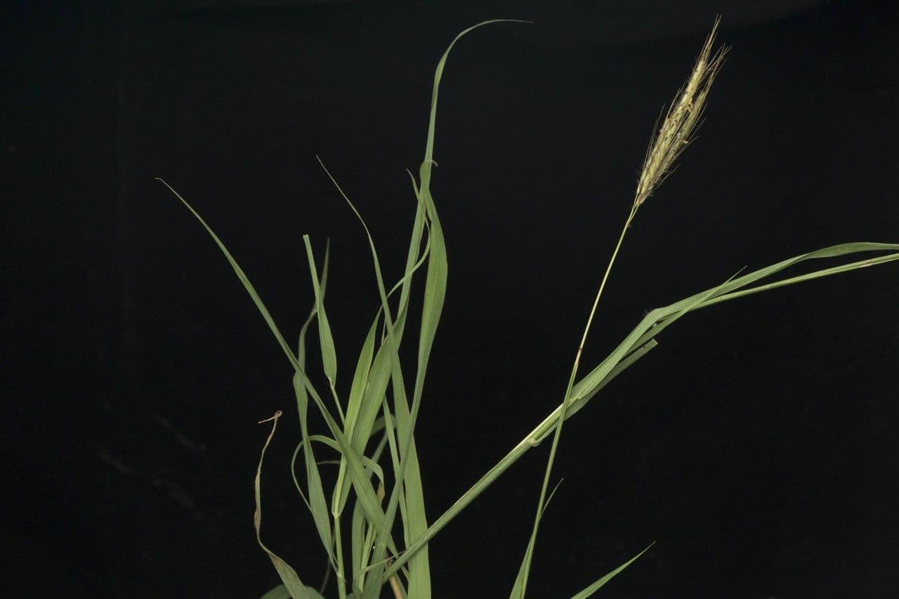 Dichanthium annulatum 10