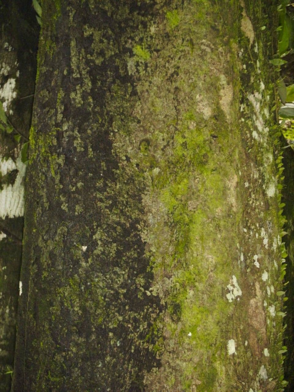 Apeiba 18