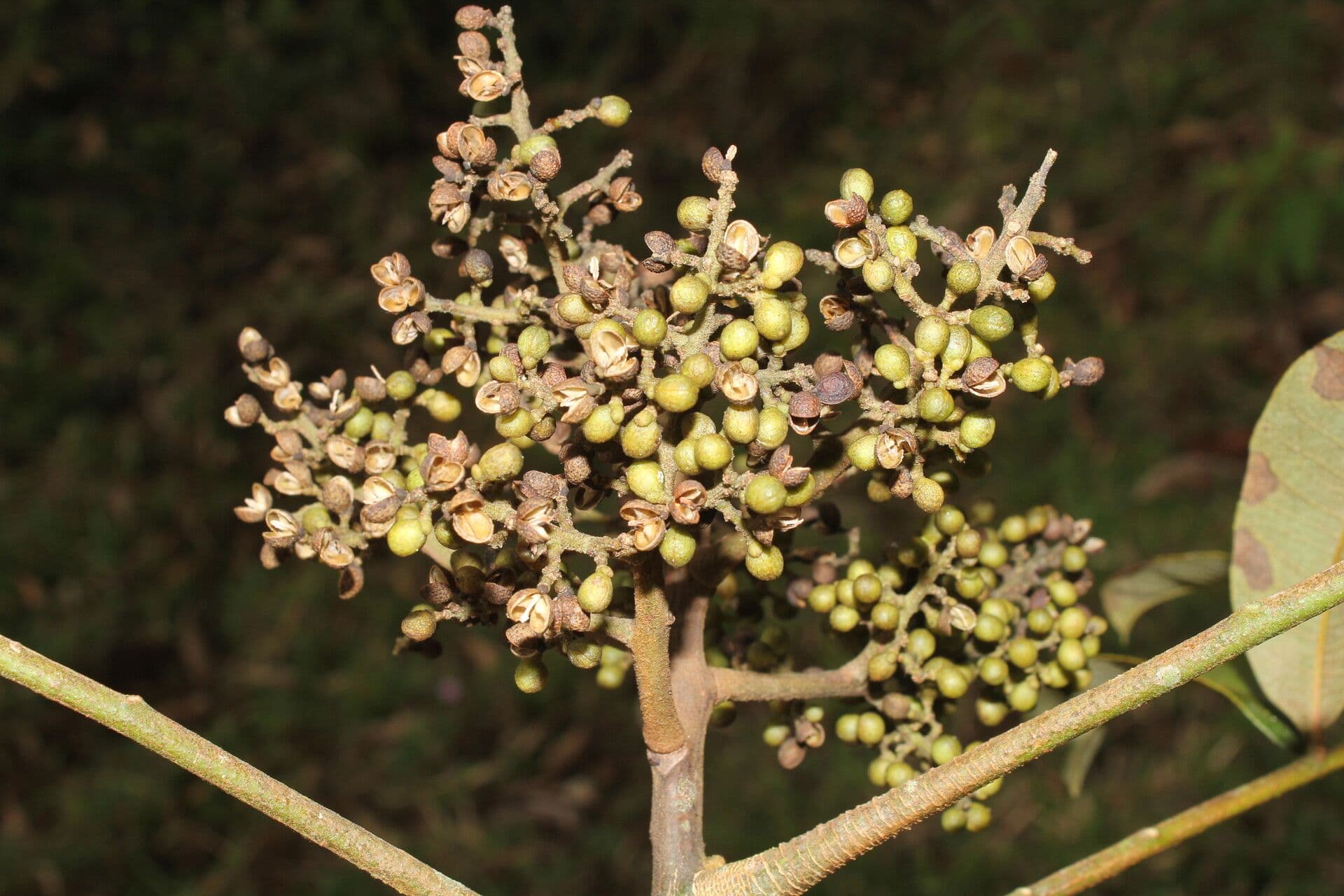 Zanthoxylum