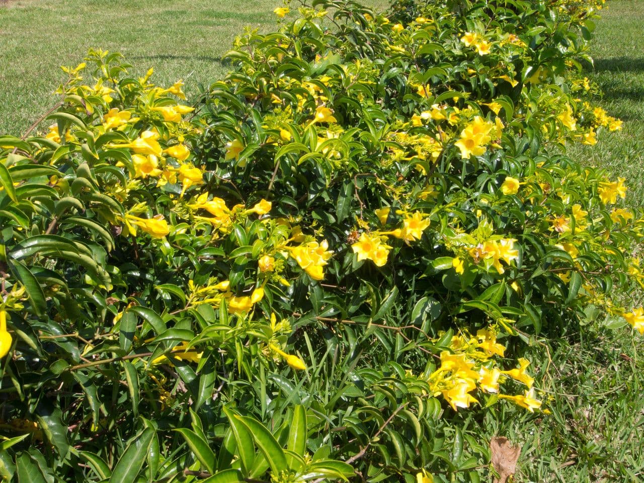 Allamanda 13