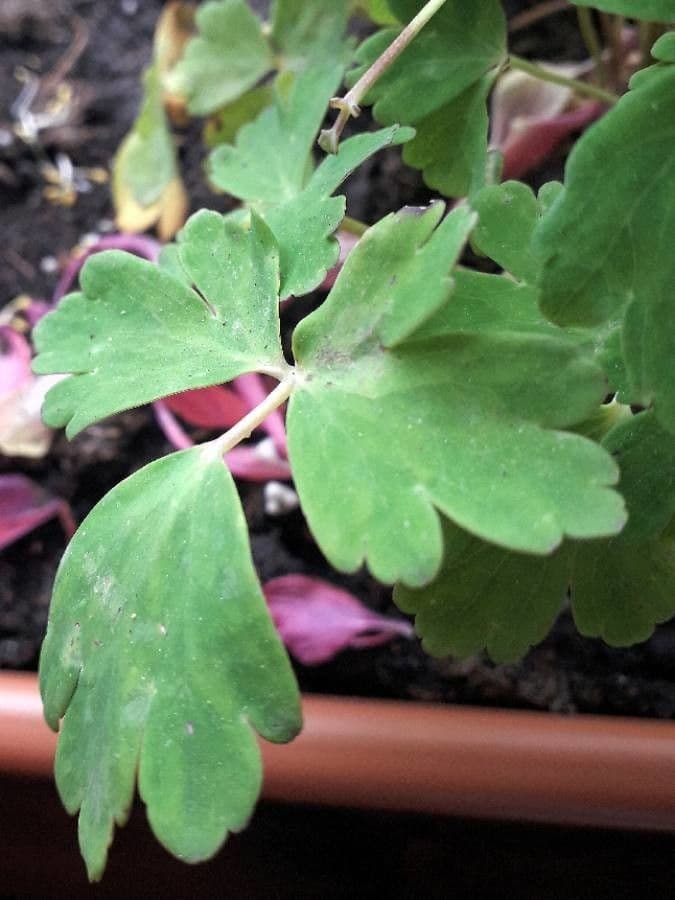 Aquilegia comune 16