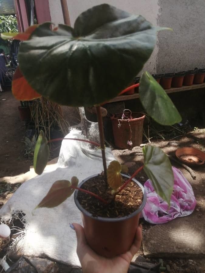 Begonia 11