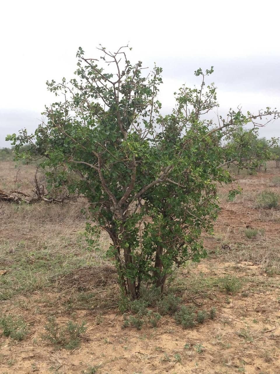 Marula 7