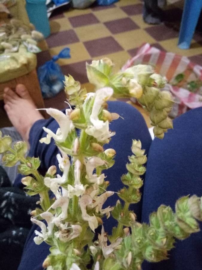 Salvia etiope 20