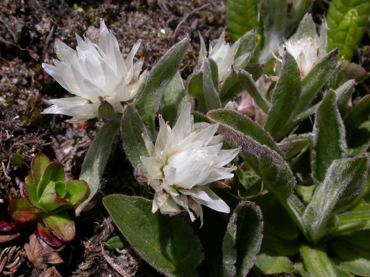 Anaphalioides