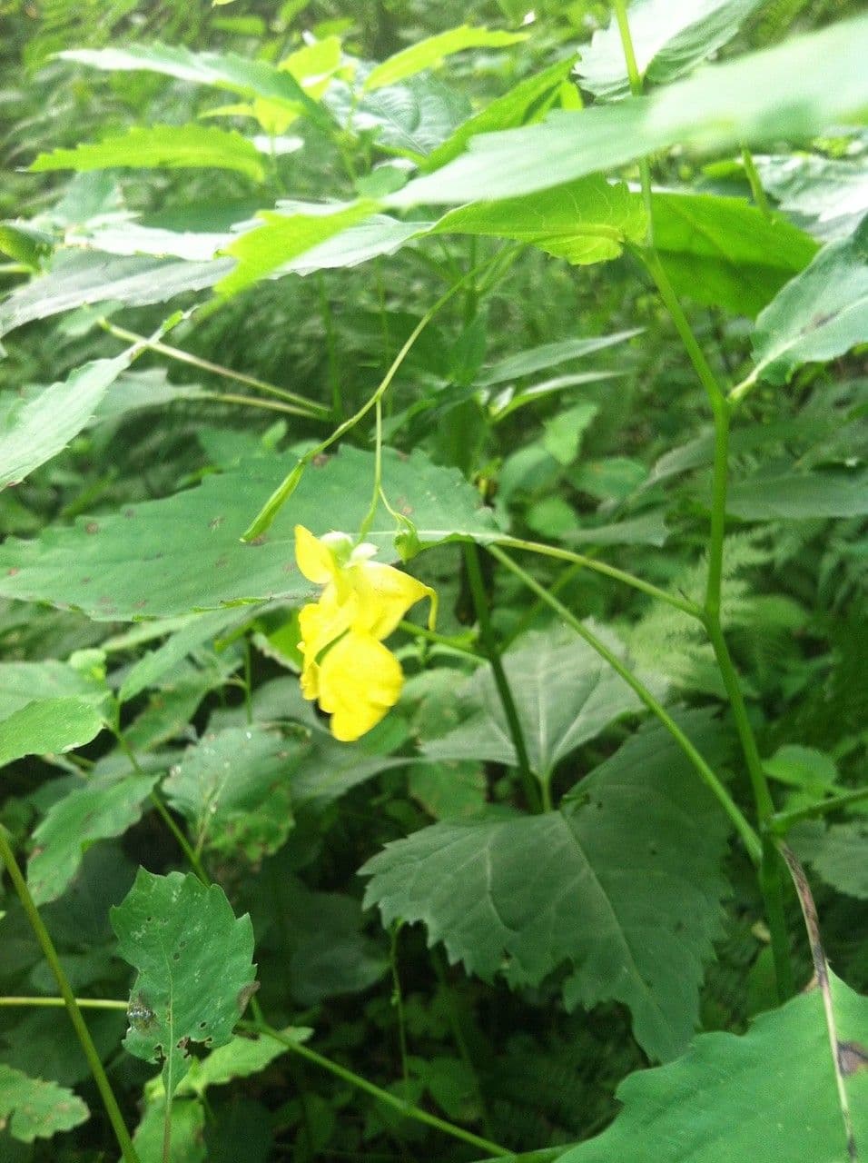 Impatiens pallida 9