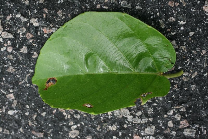 Omphalea 5