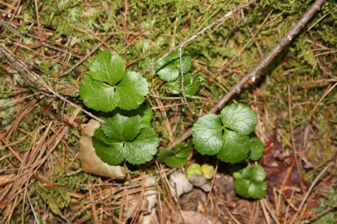 Coptis trifolié 21