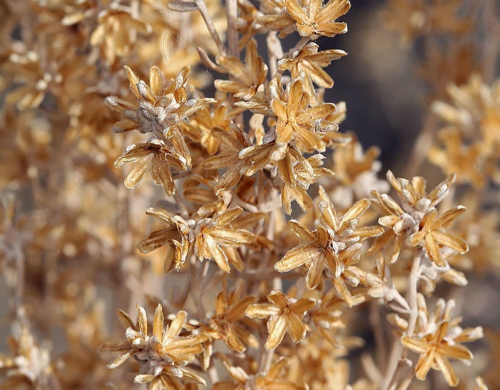 Artemisia tridentata