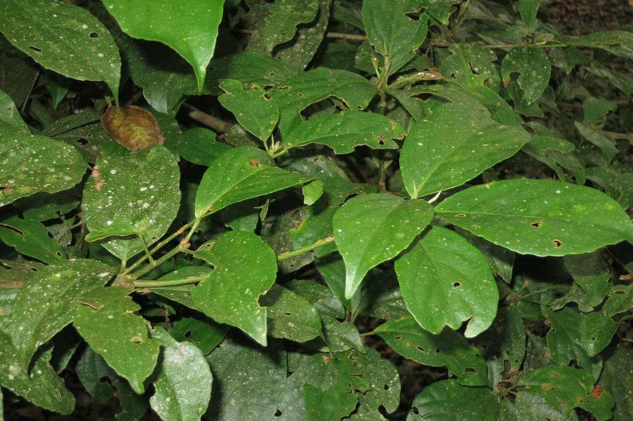 Baccaurea 3