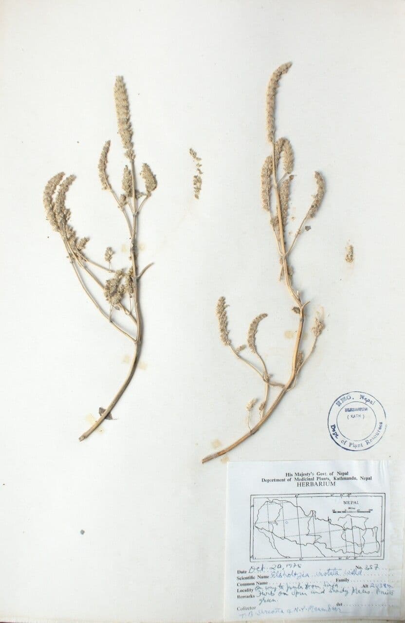 Elsholtzia 15