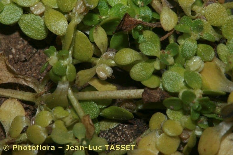 Teich-Wasserstern 22