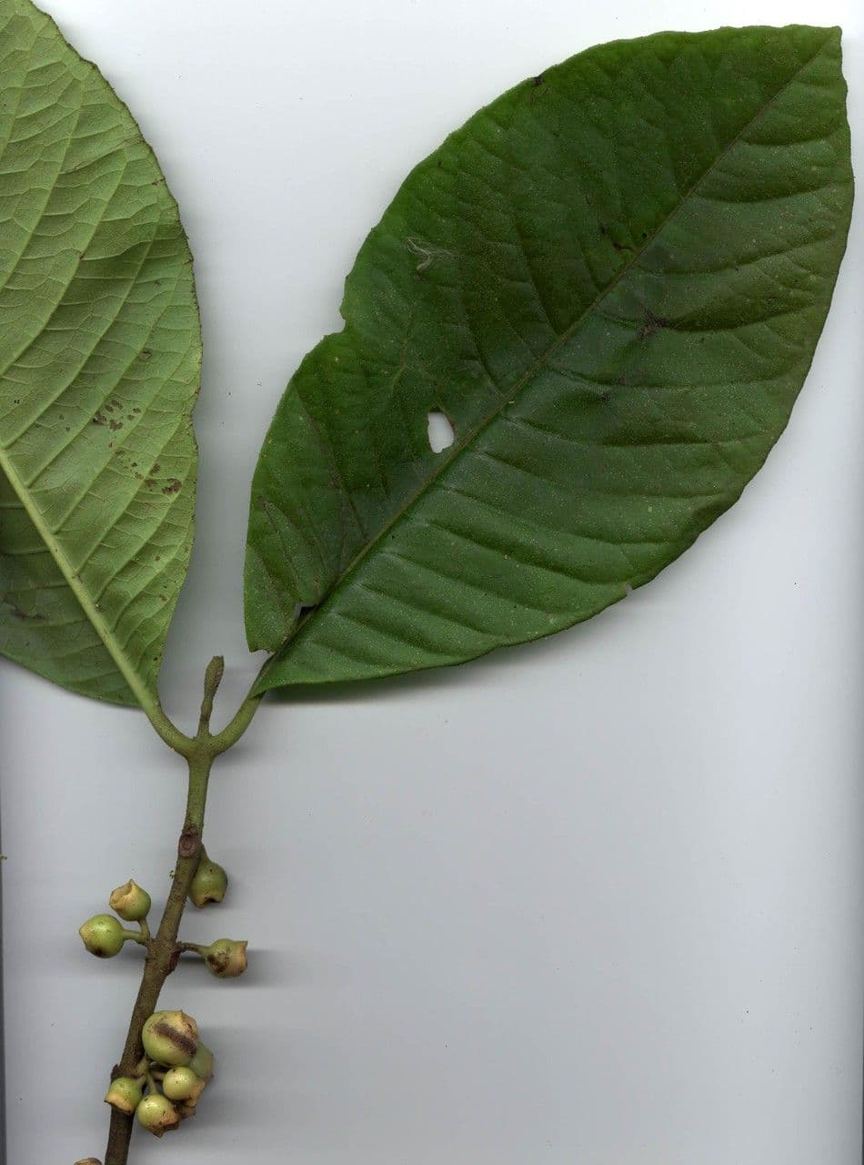 Siparuna pauciflora 13