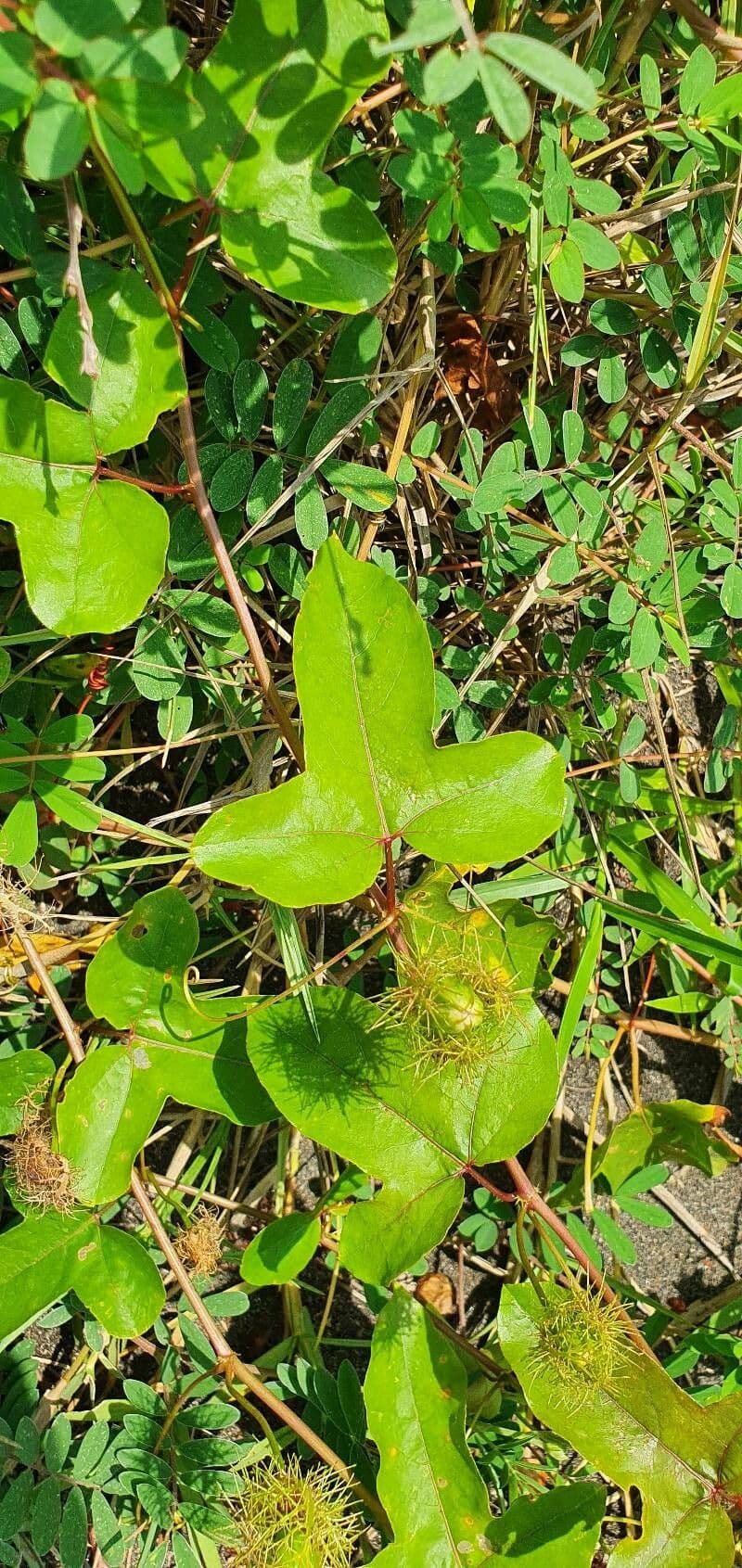 Passiflora 13