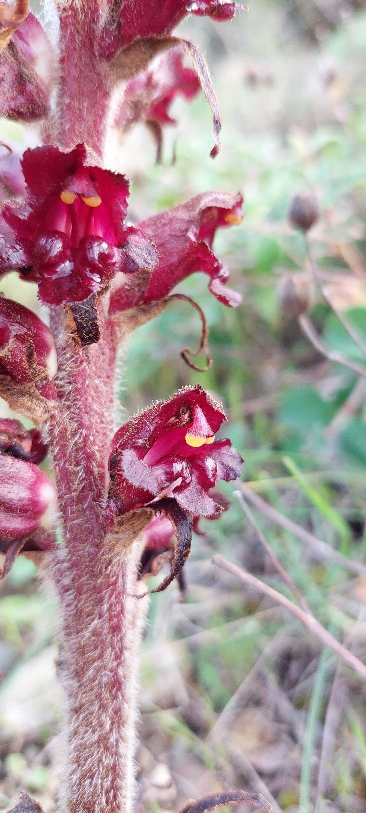 Orobanca variegata 4