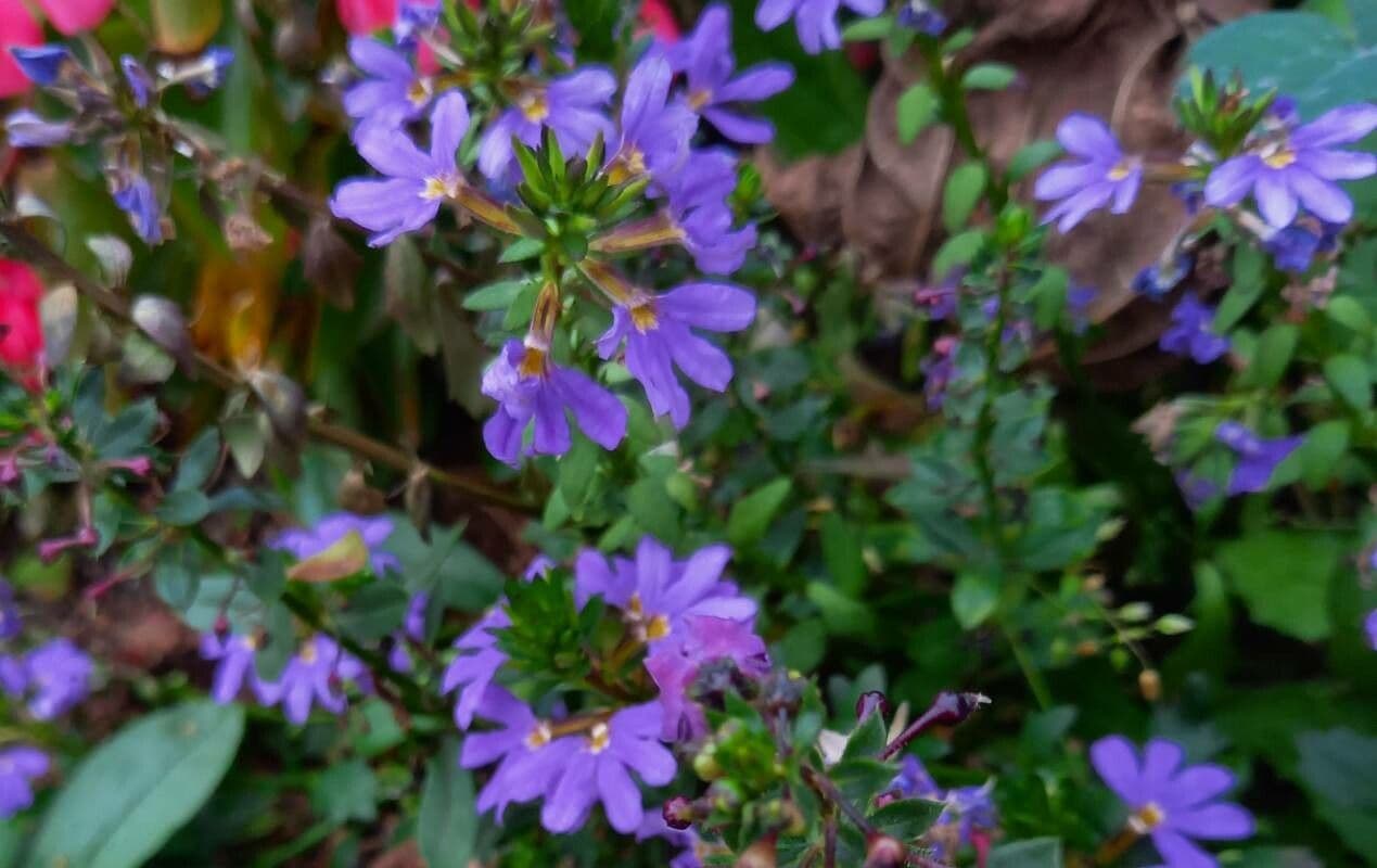 Scaevola 10