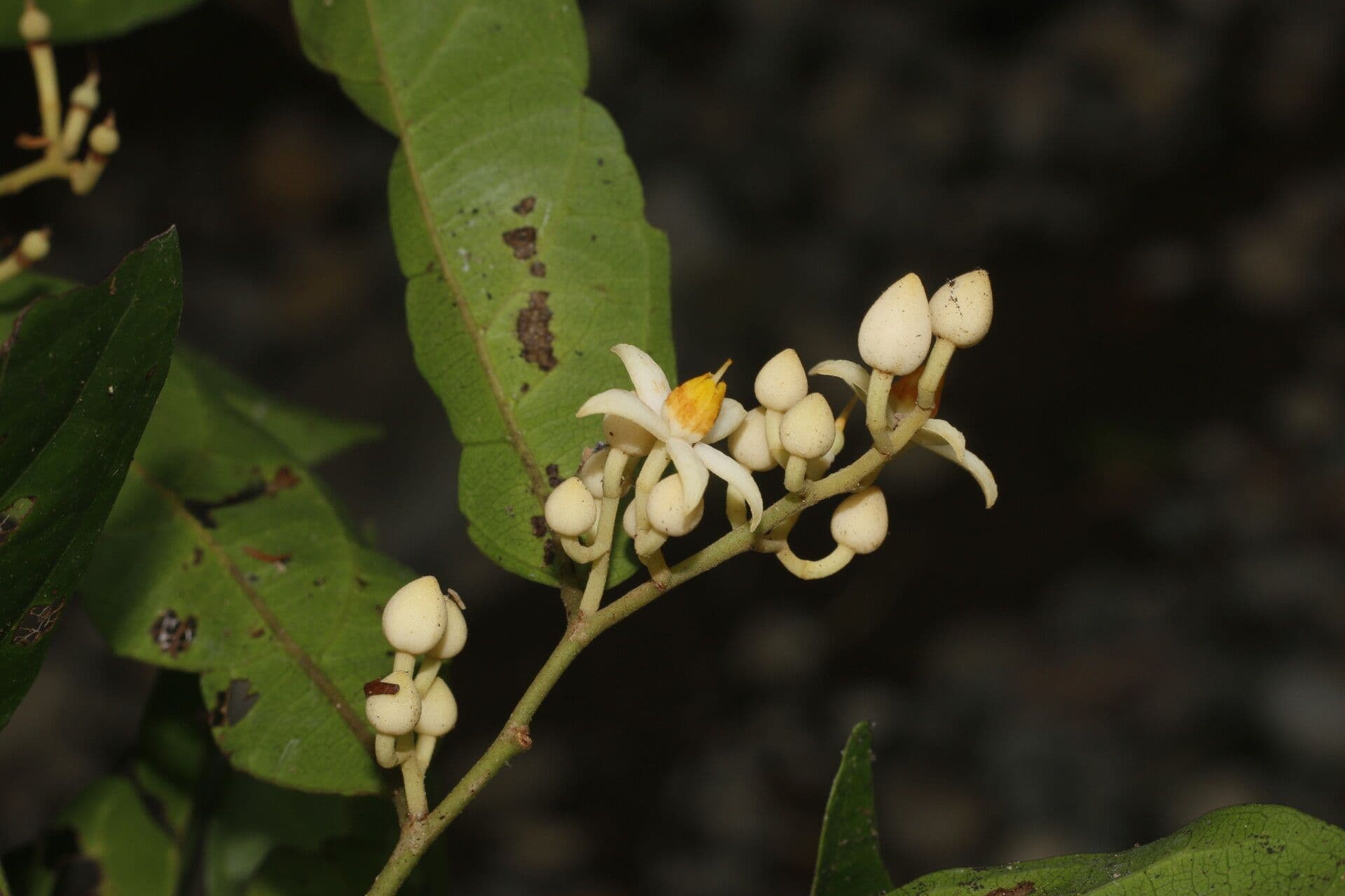 Mortoniodendron 8
