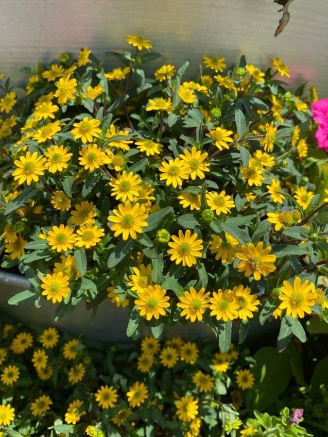Sanvitalia prostrata 8