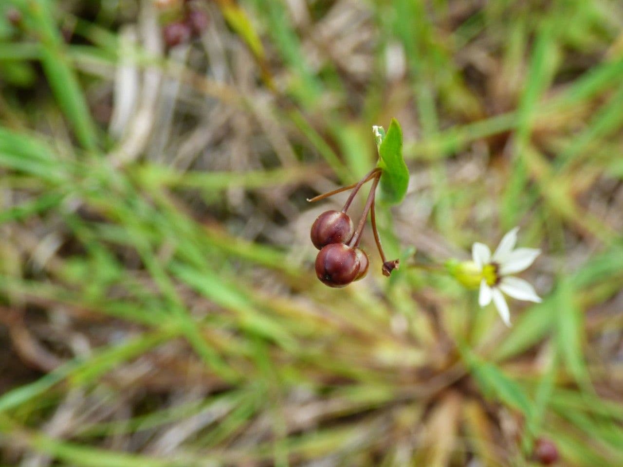 Sisyrinchium micranthum 2