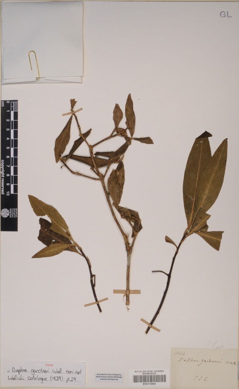 Edgeworthia 4