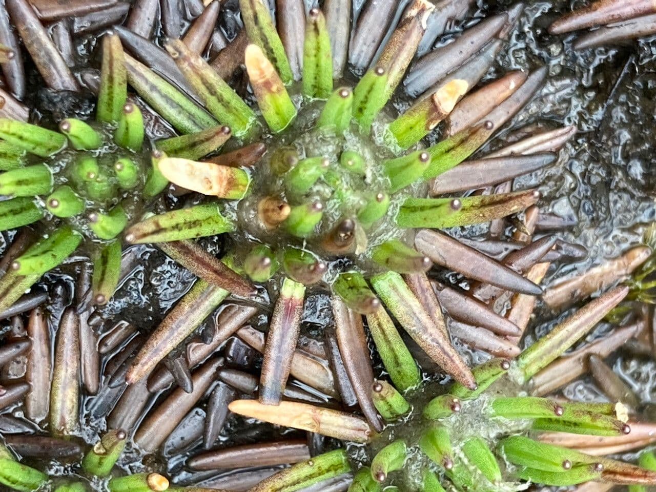 Xenophyllum 3