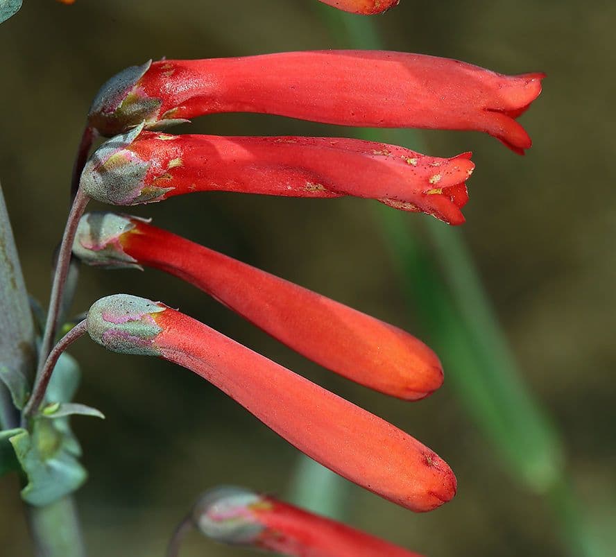 Penstemon centranthifolius 3