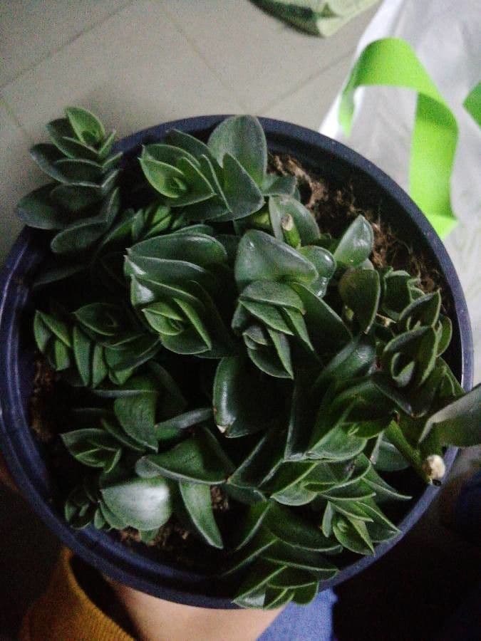 Callisia 11
