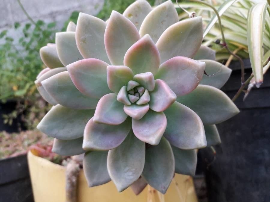 Pianta fantasma 20