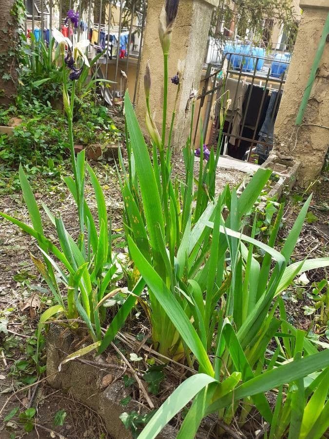 Iris versicolor 10