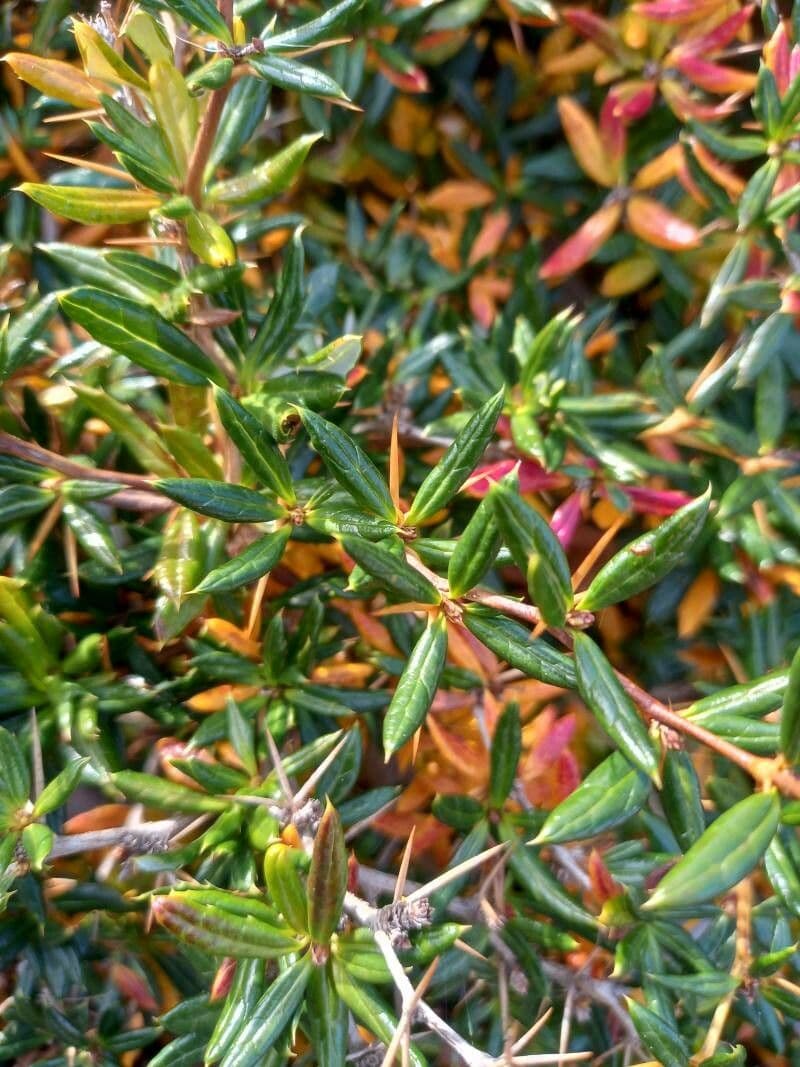 Berberitze 7