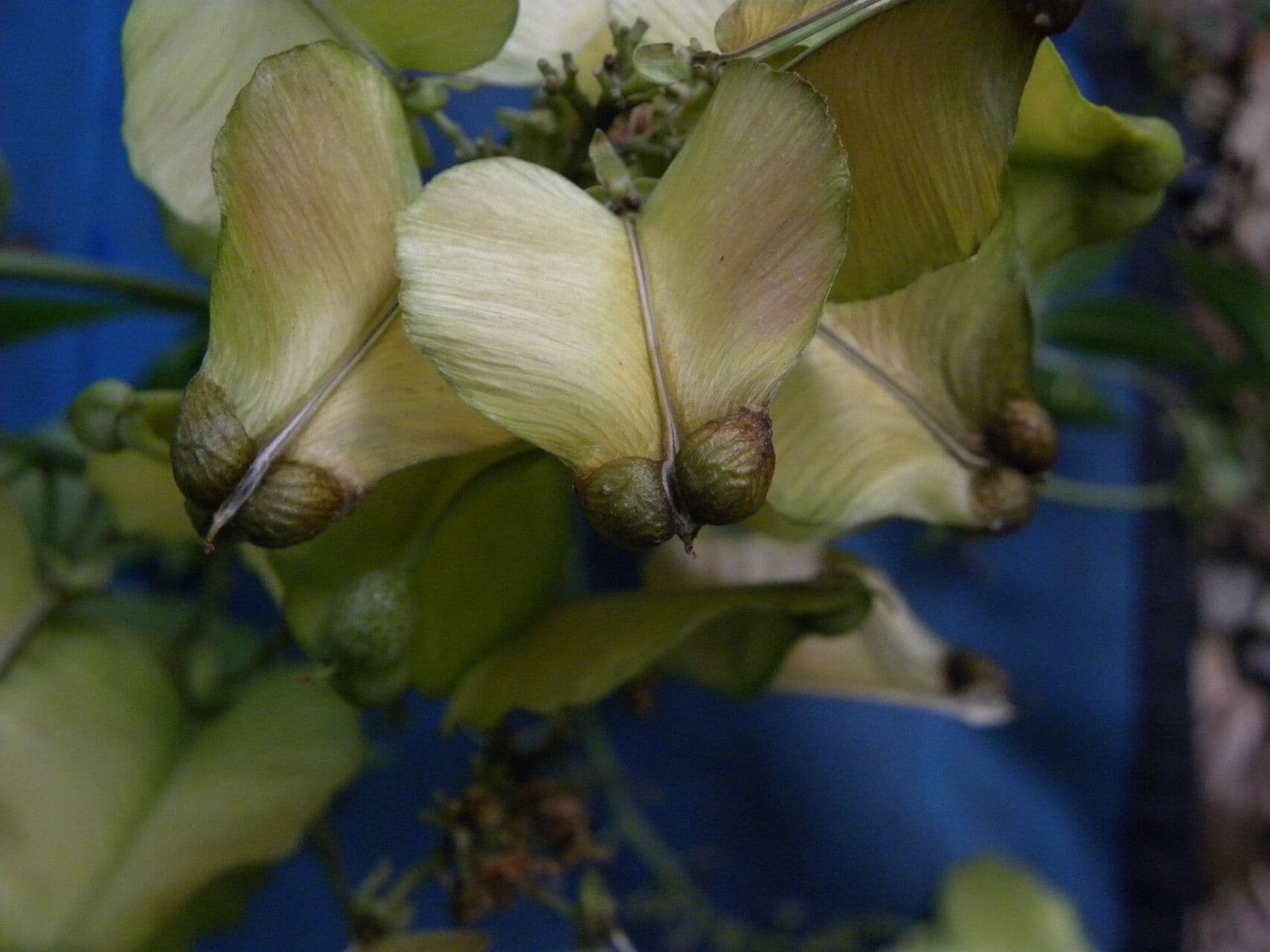 Serjania 4