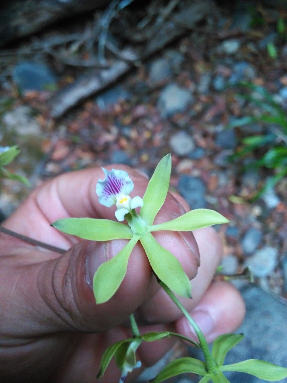 Encyclia