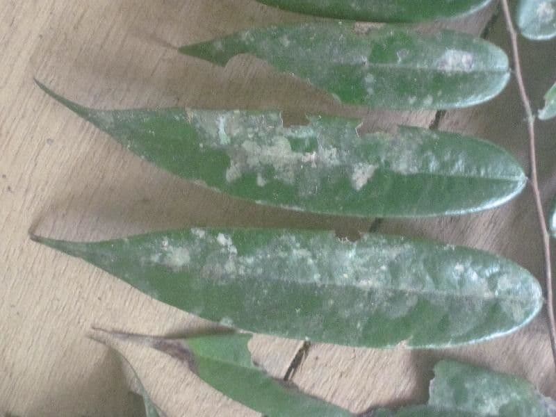 Xylopia 4