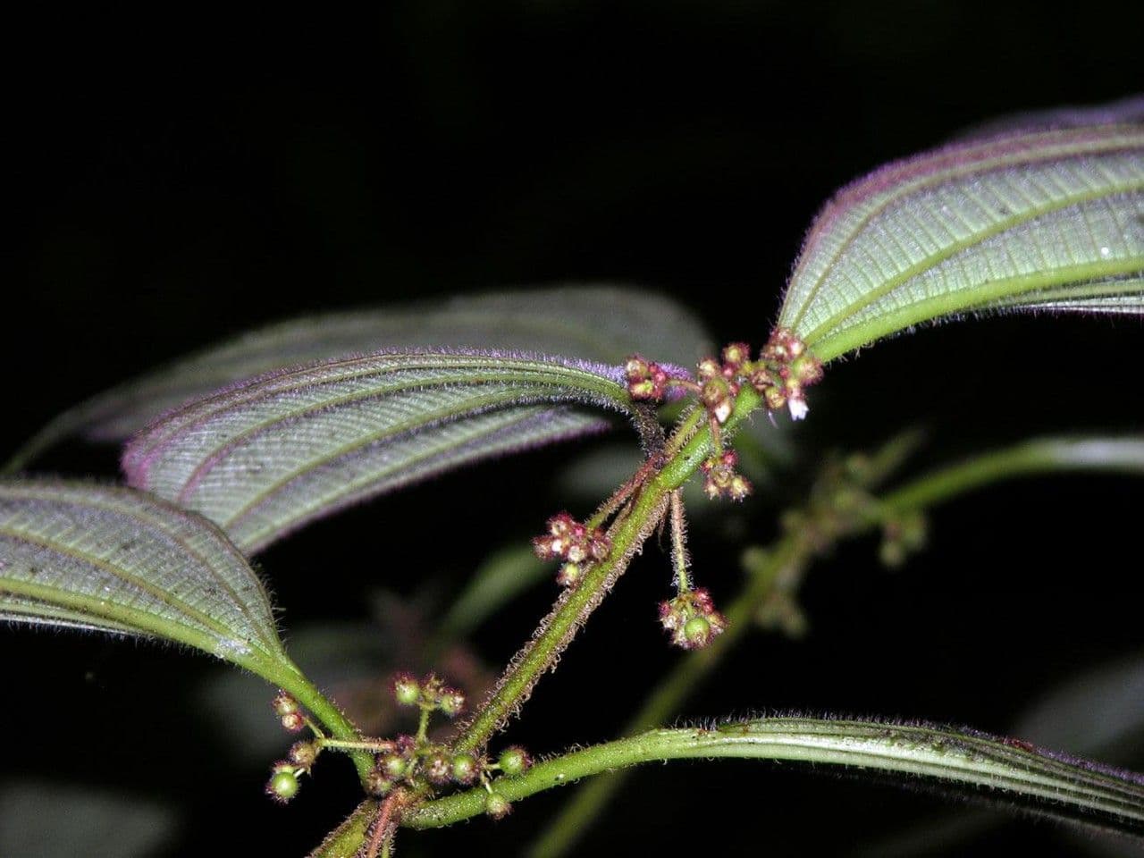 Miconia 13