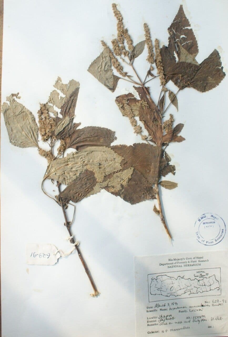 Pogostemon 3